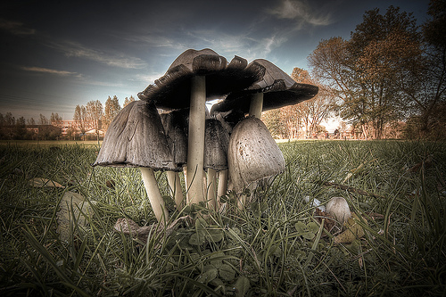 “mushroom family” by Thomas Mues