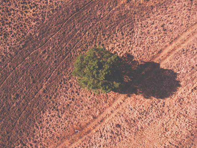 „Tree, shadow, drone view and bird view HD photo“ von Wilco Van Meppelen